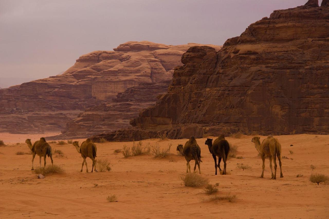 Wadi Rum Desert Secret Camp Eksteriør bilde